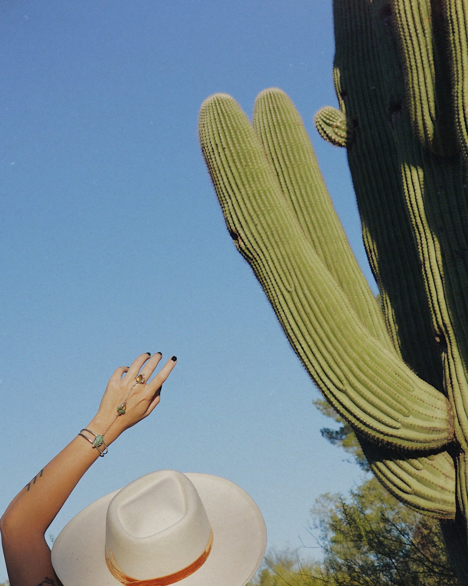 The Desert Roots Collection